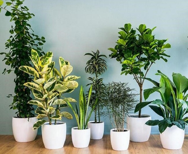 Cây phong thủy hợp thần số học 4