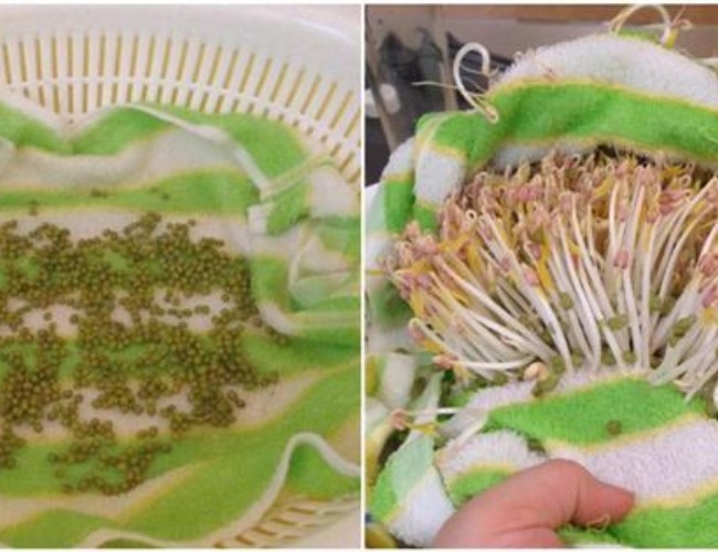 Cách làm giá đỗ bằng khăn