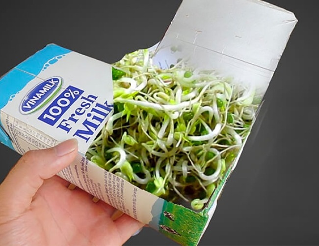 Cách làm giá đỗ từ hộp sữa