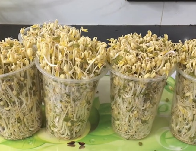 Cách làm giá đỗ từ ly nhựa