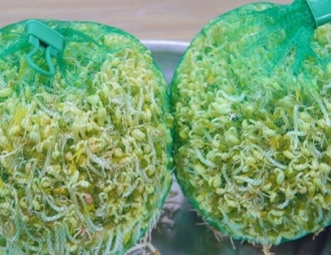 Cách làm giá đỗ từ túi lưới