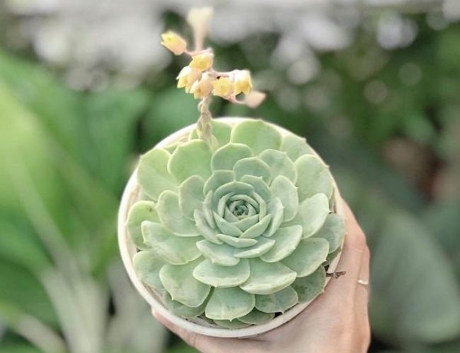 Đặc điểm của cây sen đá