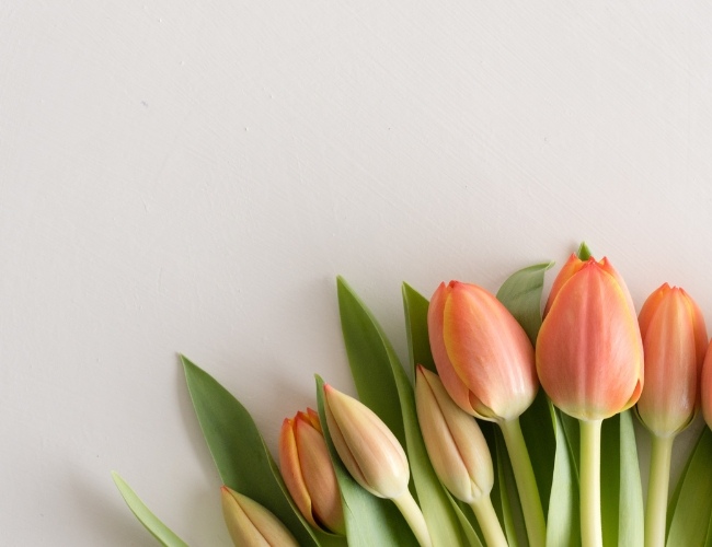 Hoa Tulip
