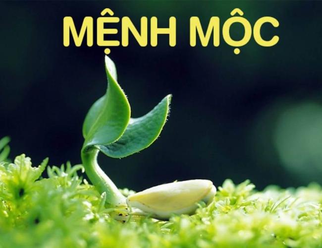 Năm sinh thuộc mệnh Mộc