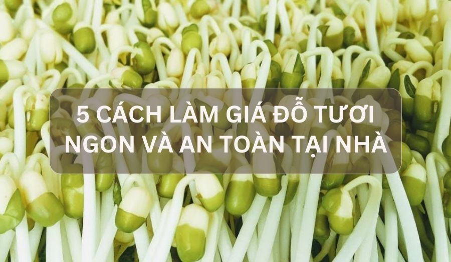 Bật Mí 5+ Cách Làm Giá Đỗ Sạch, Tươi Ngon Và An Toàn Ngay Tại Nhà