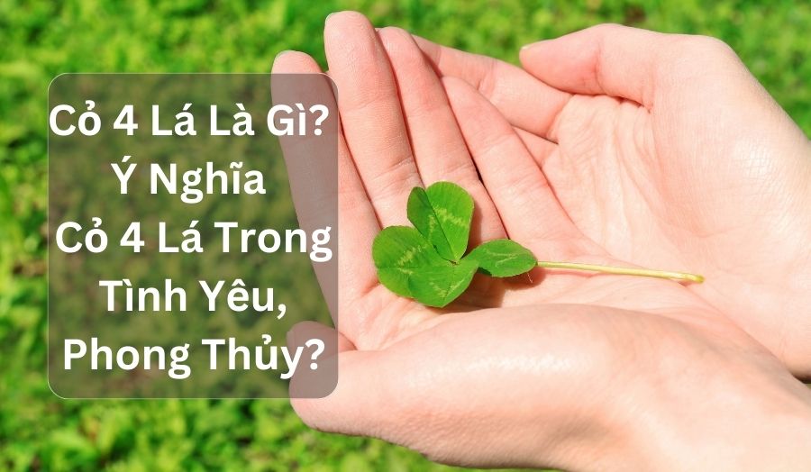 Cỏ 4 Lá Là Gì? Ý Nghĩa Cỏ 4 Lá Trong Tình Yêu, Phong Thủy?