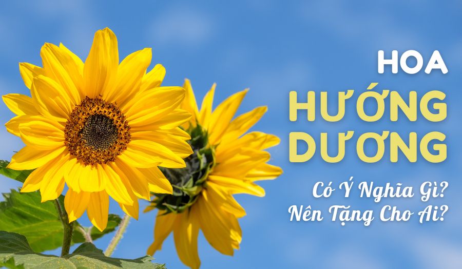 Khám Phá Nguồn Gốc, Ý Nghĩa Đặc Biệt Của Loài Hoa Hướng Dương