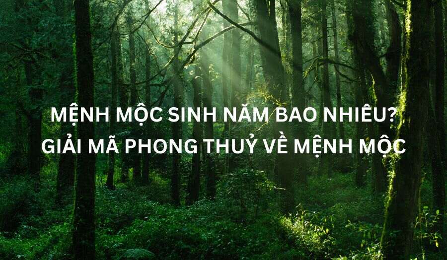 Mệnh Mộc Sinh Năm Nào? Giải Mã Chi Tiết Về Người Mệnh Này
