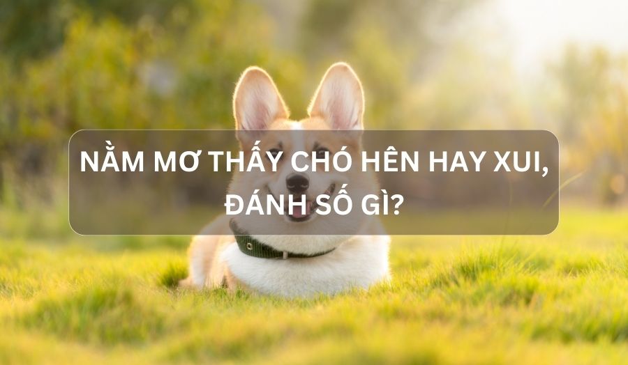 Nằm Mơ Thấy Chó Là Điềm Gì? Hên Hay Xui? Đánh Con Số Nào