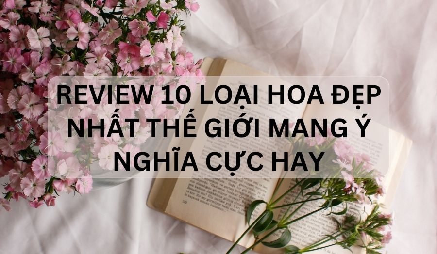 TOP 10 Loại Hoa Đẹp Nhất Thế Giới Mang Ý Nghĩa Cực Hay