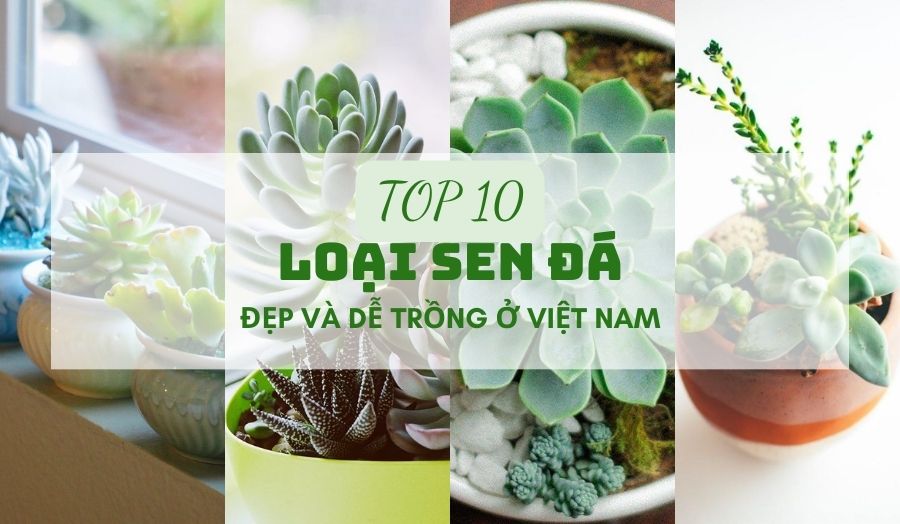 Tổng hợp 10 loại sen đá đẹp mê đắm lòng người