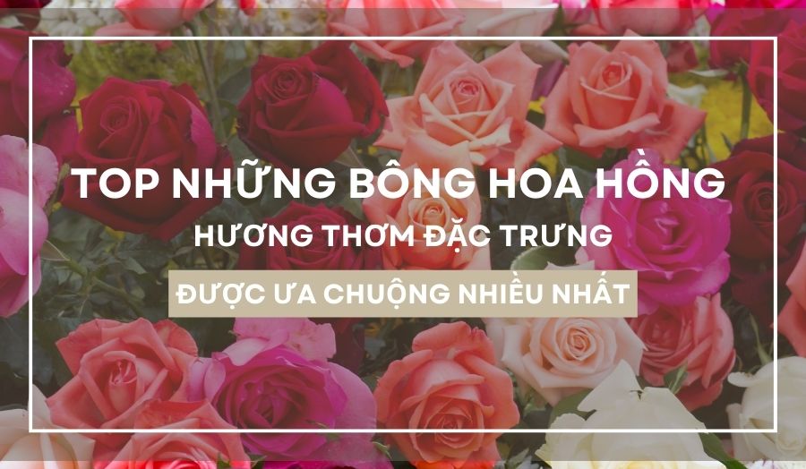 Khám phá vẻ đẹp và hương thơm ẩn sâu bên trong 6 bông hoa hồng đẹp nhất
