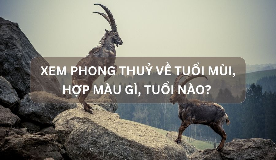 Bật Mí Tử Vi Về Tuổi Mùi, Hợp Màu Gì, Tuổi Nào?