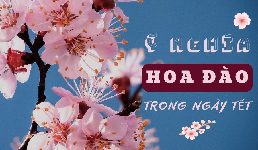 Ý Nghĩa Hoa Đào Ngày Tết Trong Văn Hoa Người Việt