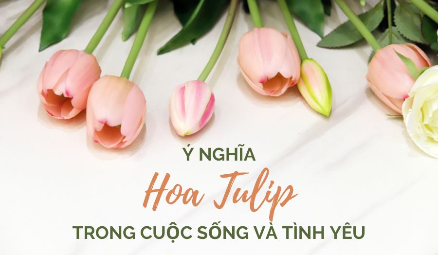 Cùng Nhìn Ngắm Vẻ Đẹp Và Tìm Hiểu Ý Nghĩa Hoa Tulip